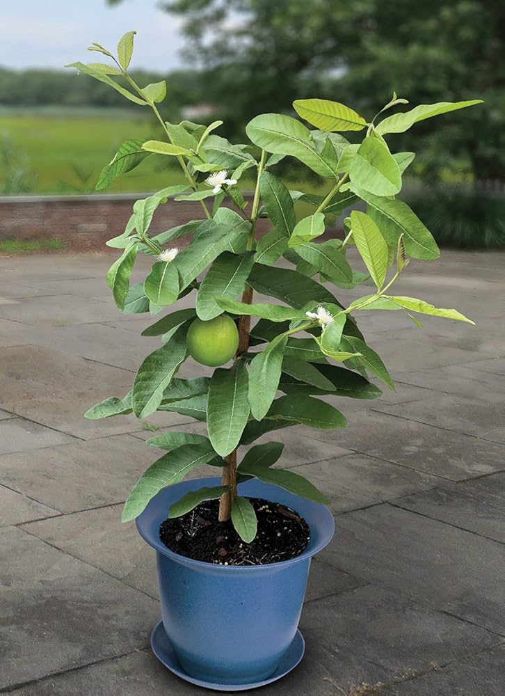 green guava 1