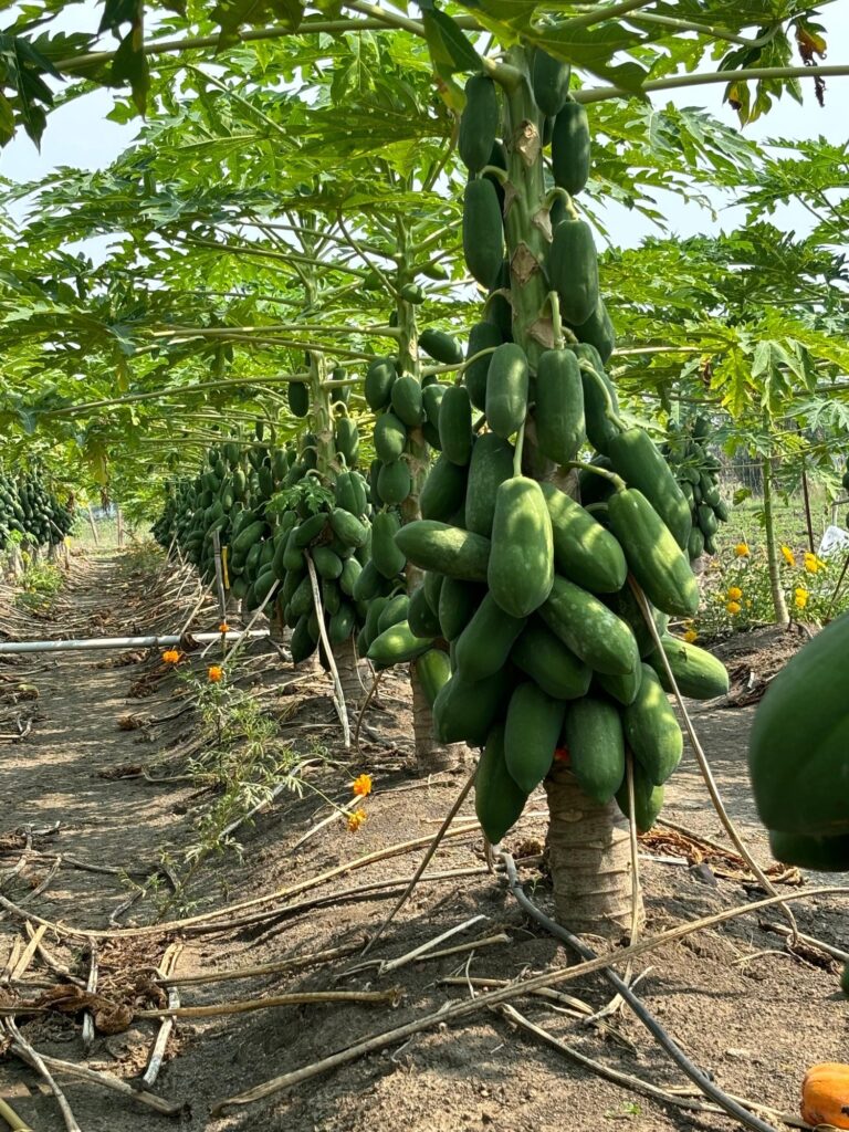 papaya 2